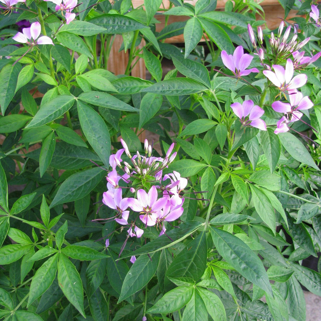 Cleome hybrid 'Inncleosr' ~ Señorita Rosalita® Spider Flower-ServeScape