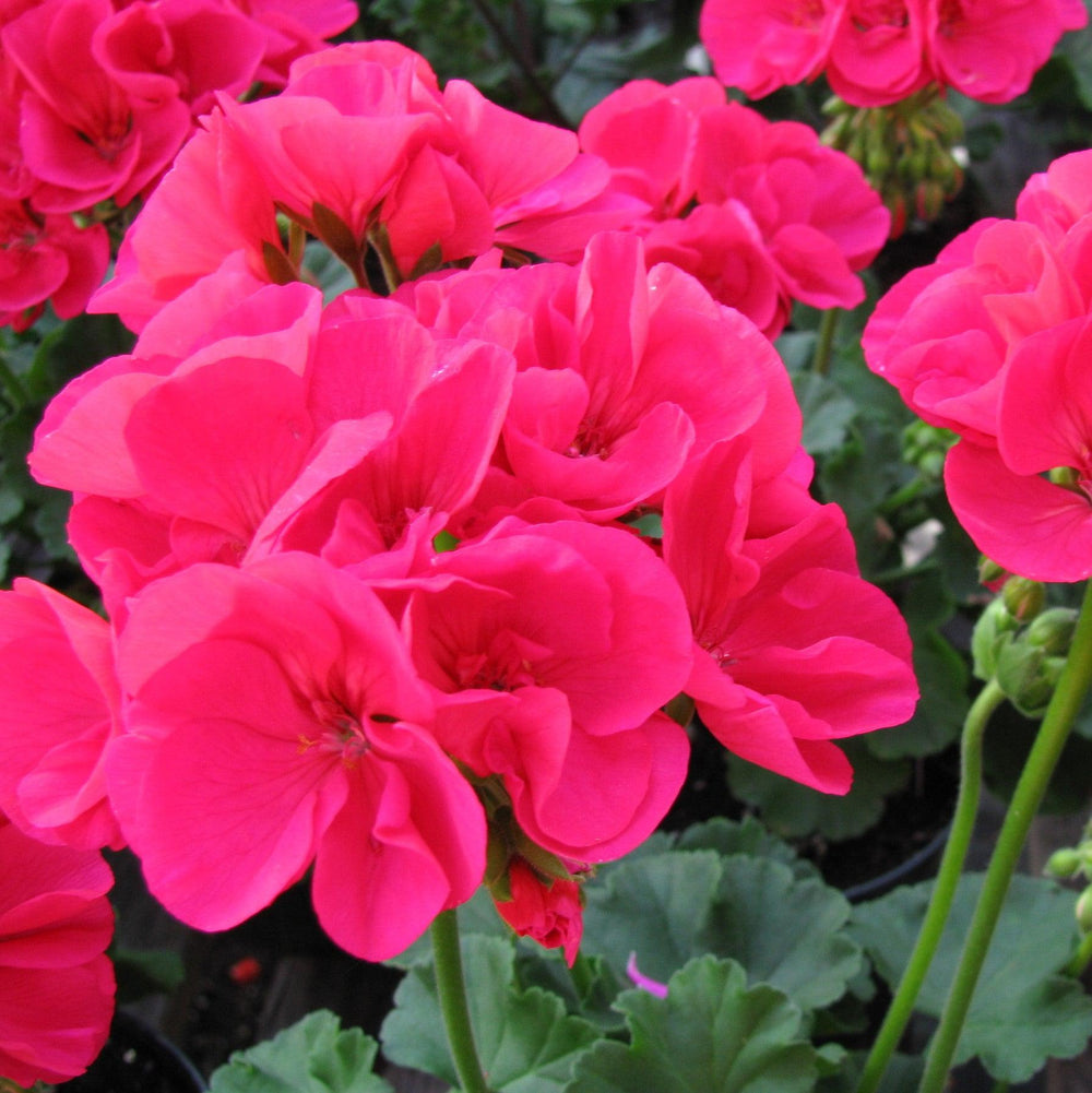 Pelargonium zonal 'Americana Cherry Rose' ~ Americana® Cherry Rose Zonal Geranium-ServeScape