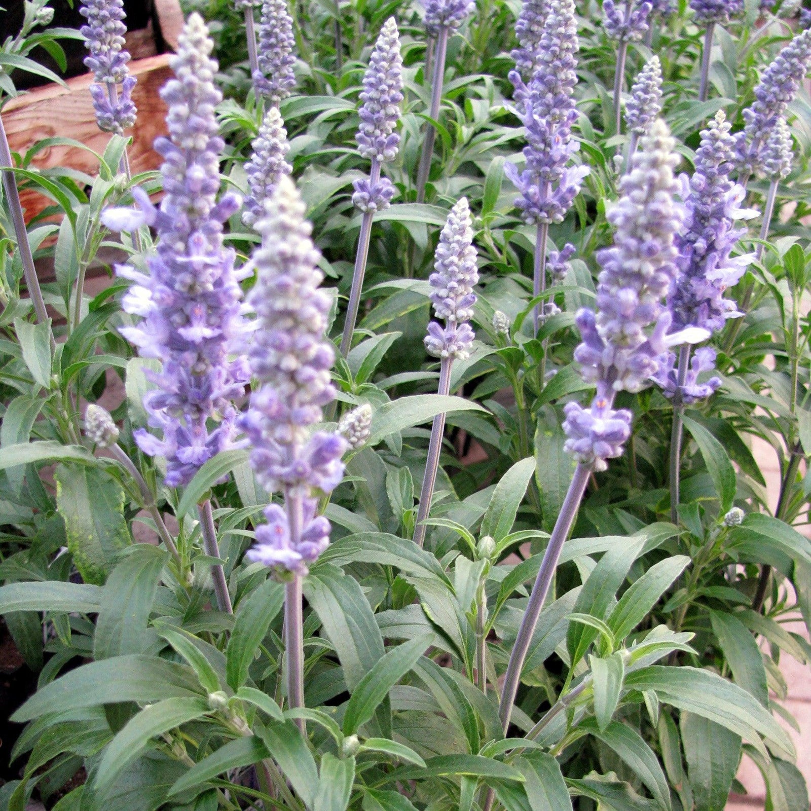 Salvia farinacea 'Cathedral Sky Blue' ~ Cathedral® Sky Blue Salvia-ServeScape