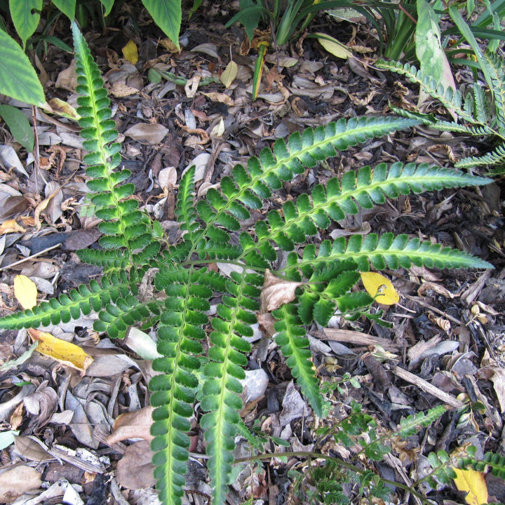 Arachniodes simplicior ~ East Indian Holly Fern, Variegated Holly Fern-ServeScape