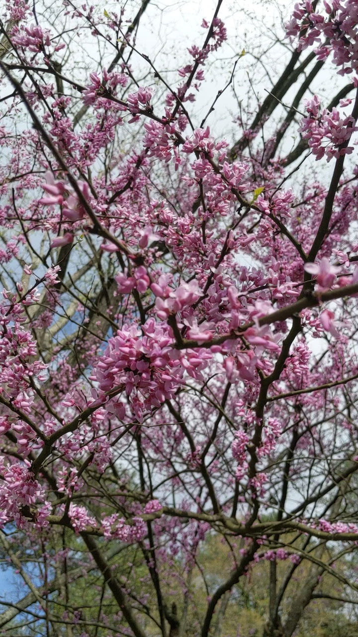 Cercis canadensis ~ Eastern Redbud