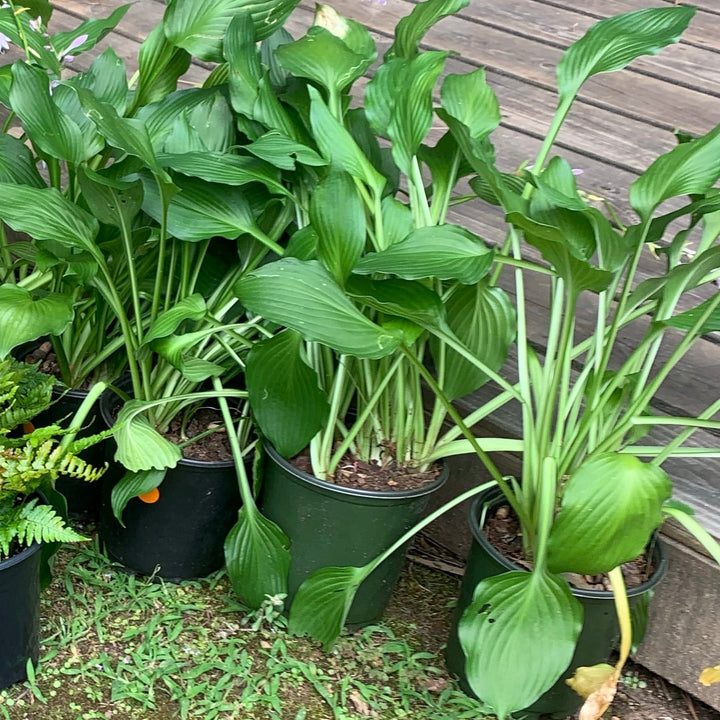 Hosta plantaginea ~ Hosta plantaginea, Plantain Lily-ServeScape