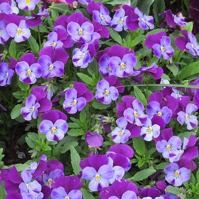 Viola cornuta 'Admire Neon Purple Wing' ~ Admire® Neon Purple Wing Viola-ServeScape