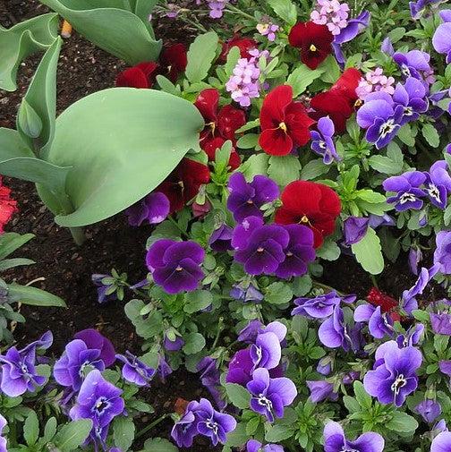 Viola x wittrockiana 'Inspire Plus Violet' ~ Inspire® Plus Violet Pansy-ServeScape