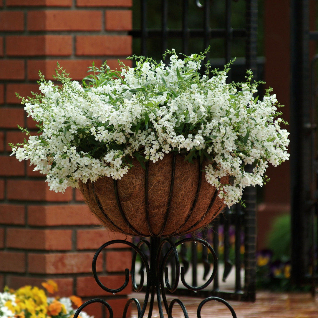 Angelonia angustifolia 'Balangspri' ~ AngelMist® Spreading White Summer Snapdragon-ServeScape