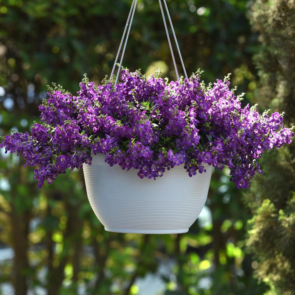 Angelonia angustifolia 'Balangsparpi' ~ AngelMist® Spreading Dark Purple Summer Snapdragon-ServeScape