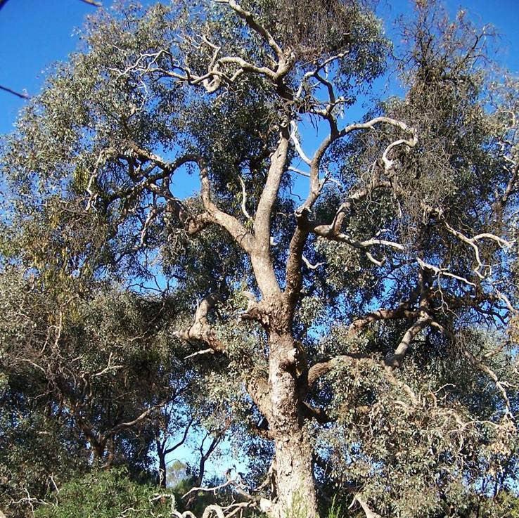 Eucalyptus parvula 'Funky Monkey' ~ Funky Monkey Hardy Eucalyptus-ServeScape