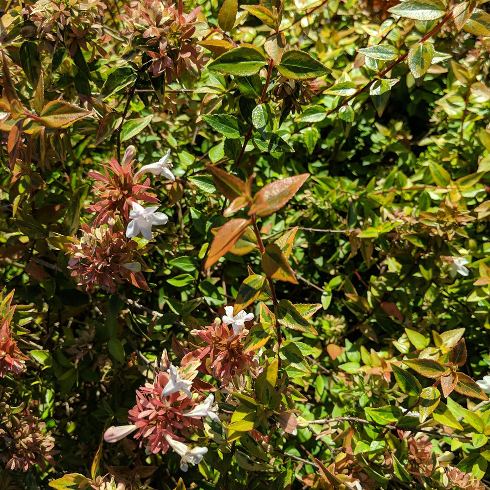 Abelia grandiflora 'Hopleys' ~ Miss Lemon™ Abelia-ServeScape