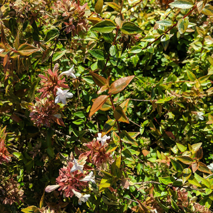 Abelia grandiflora 'Hopleys' ~ Miss Lemon™ Abelia-ServeScape
