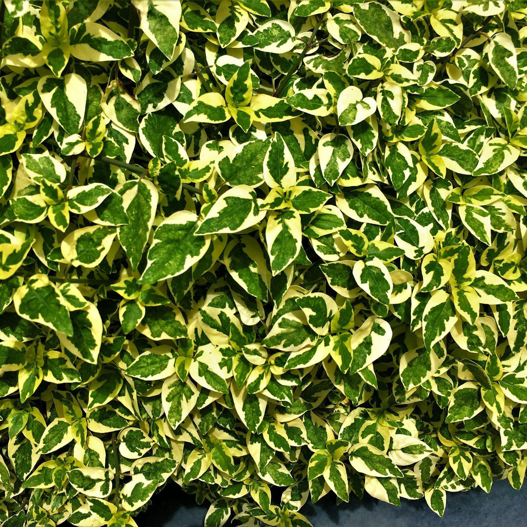 Abelia × grandiflora 'Hopleys ~ Miss Lemon™ Abelia-ServeScape