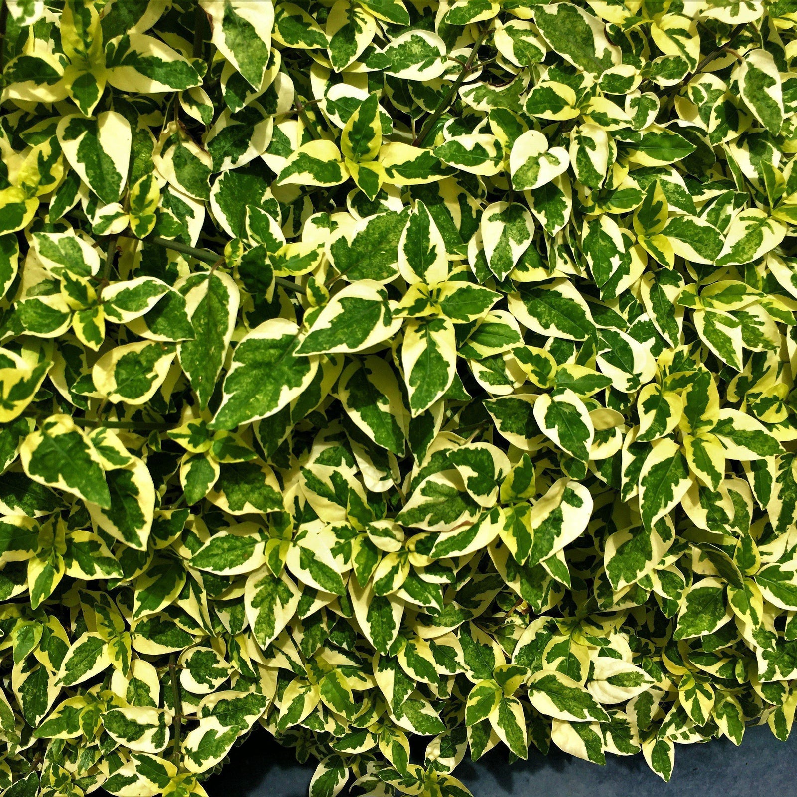 Abelia × grandiflora 'Hopleys ~ Miss Lemon™ Abelia-ServeScape