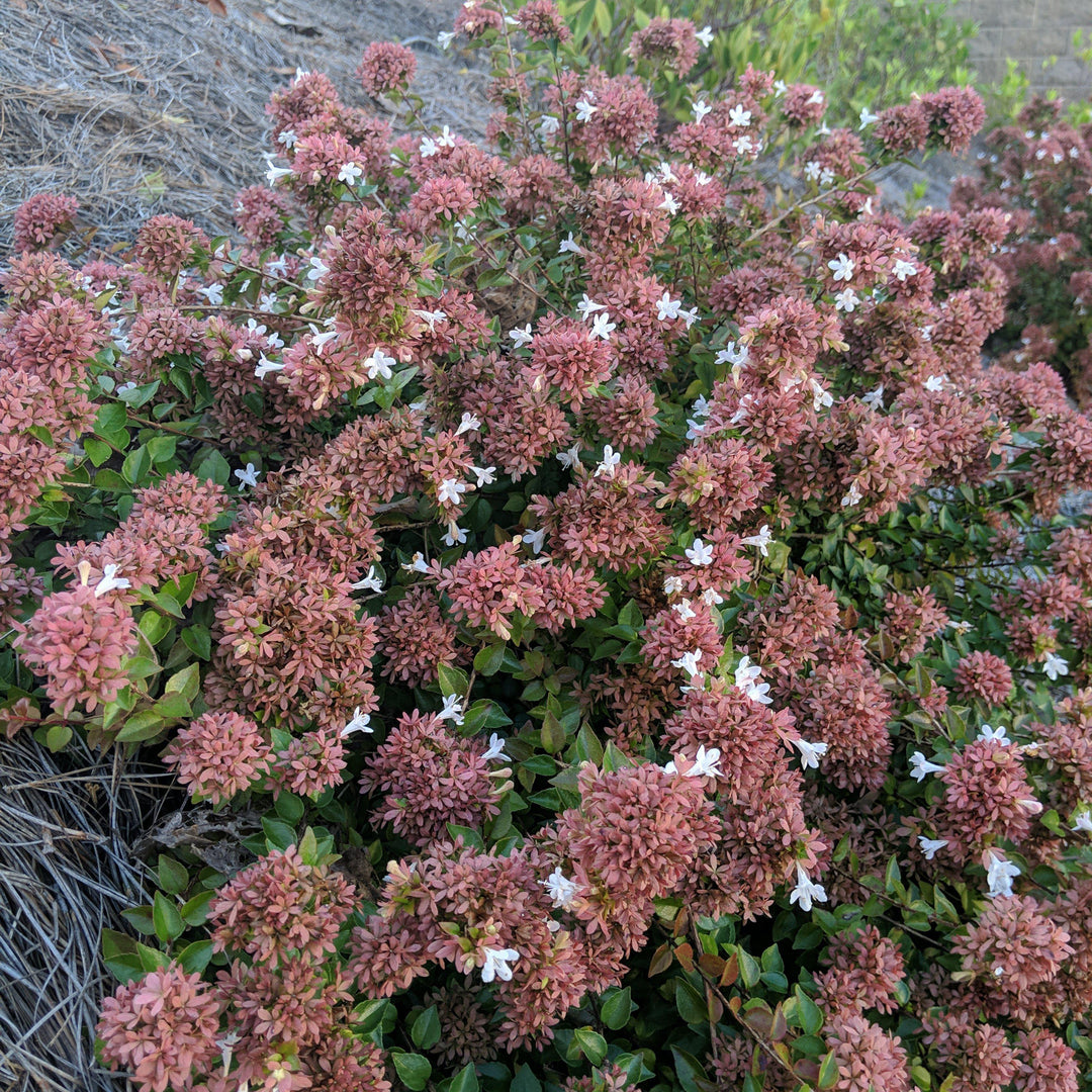 Abelia x chinensis 'Rose Creek' ~ Rose Creek Abelia-ServeScape