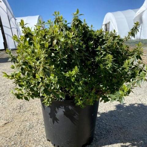 Abelia x grandiflora 'Abelops' ~ Sunshine Daydream Abelia - Delivered By ServeScape