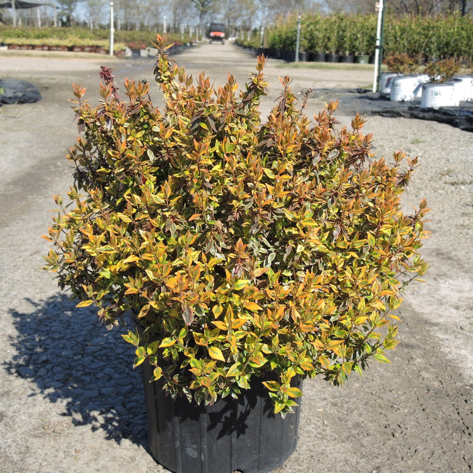 Abelia x grandiflora 'Abelops' ~ Sunshine Daydream Abelia-ServeScape