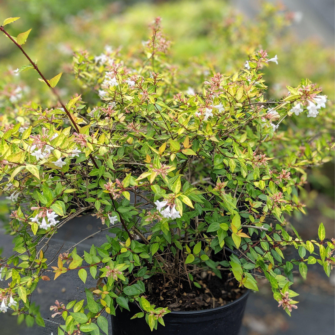 Abelia x grandiflora 'Canyon Creek' ~ Canyon Creek Abelia - Delivered By ServeScape