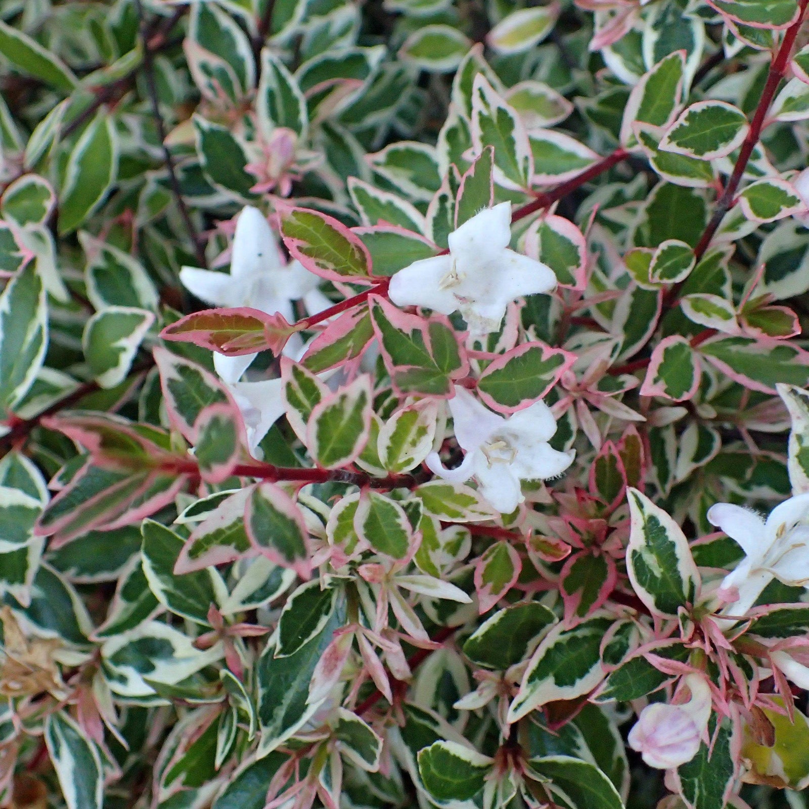 Abelia x grandiflora ‘Confetti’ ~ Confetti Abelia - Delivered By ServeScape
