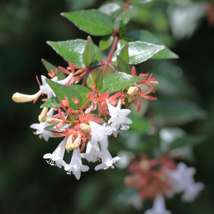 Abelia x grandiflora ~ Glossy Abelia-ServeScape