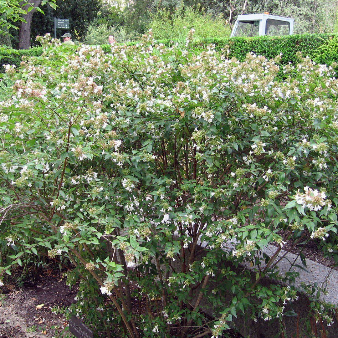 Abelia x grandiflora ~ Glossy Abelia - Delivered By ServeScape