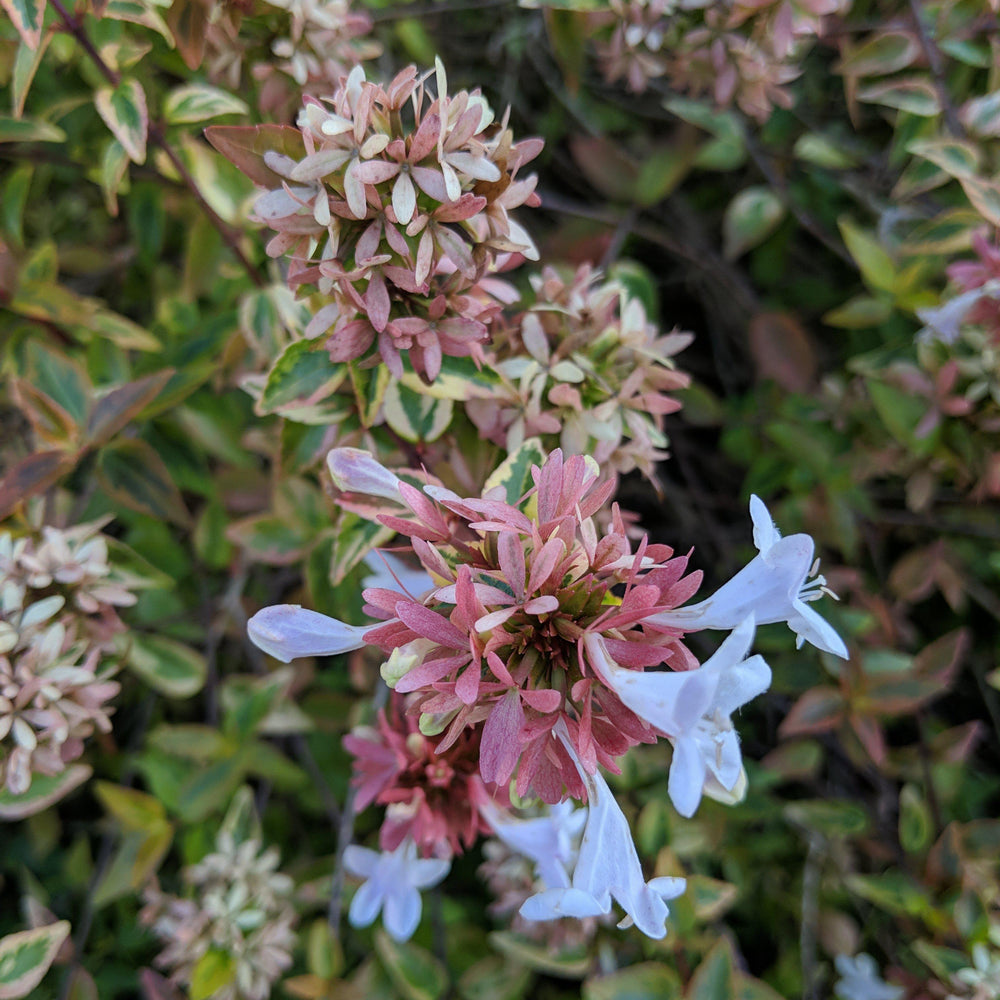 Abelia x grandiflora 'Hopley's' ~ 'Twist of Lime' Abelia-ServeScape