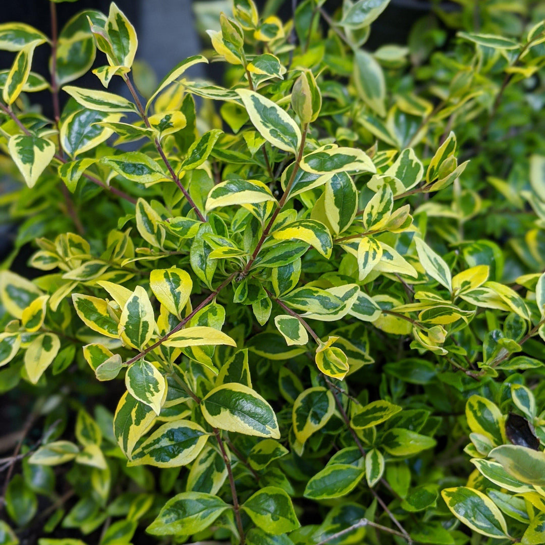 Abelia x grandiflora 'Hopley's' ~ 'Twist of Lime' Abelia - Delivered By ServeScape