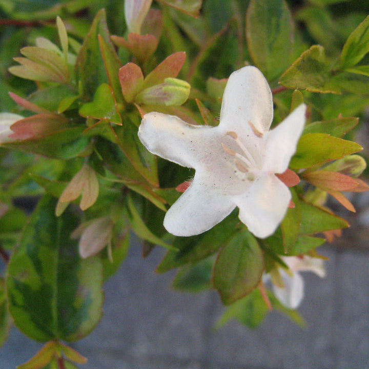 Abelia x grandiflora 'Kaleidoscope' ~ Kaleidoscope Abelia-ServeScape