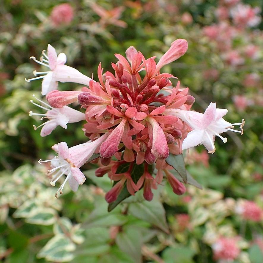 Abelia x Grandiflora 'Mardi Gras' ~ Mardi Gras Glossy Abelia-ServeScape