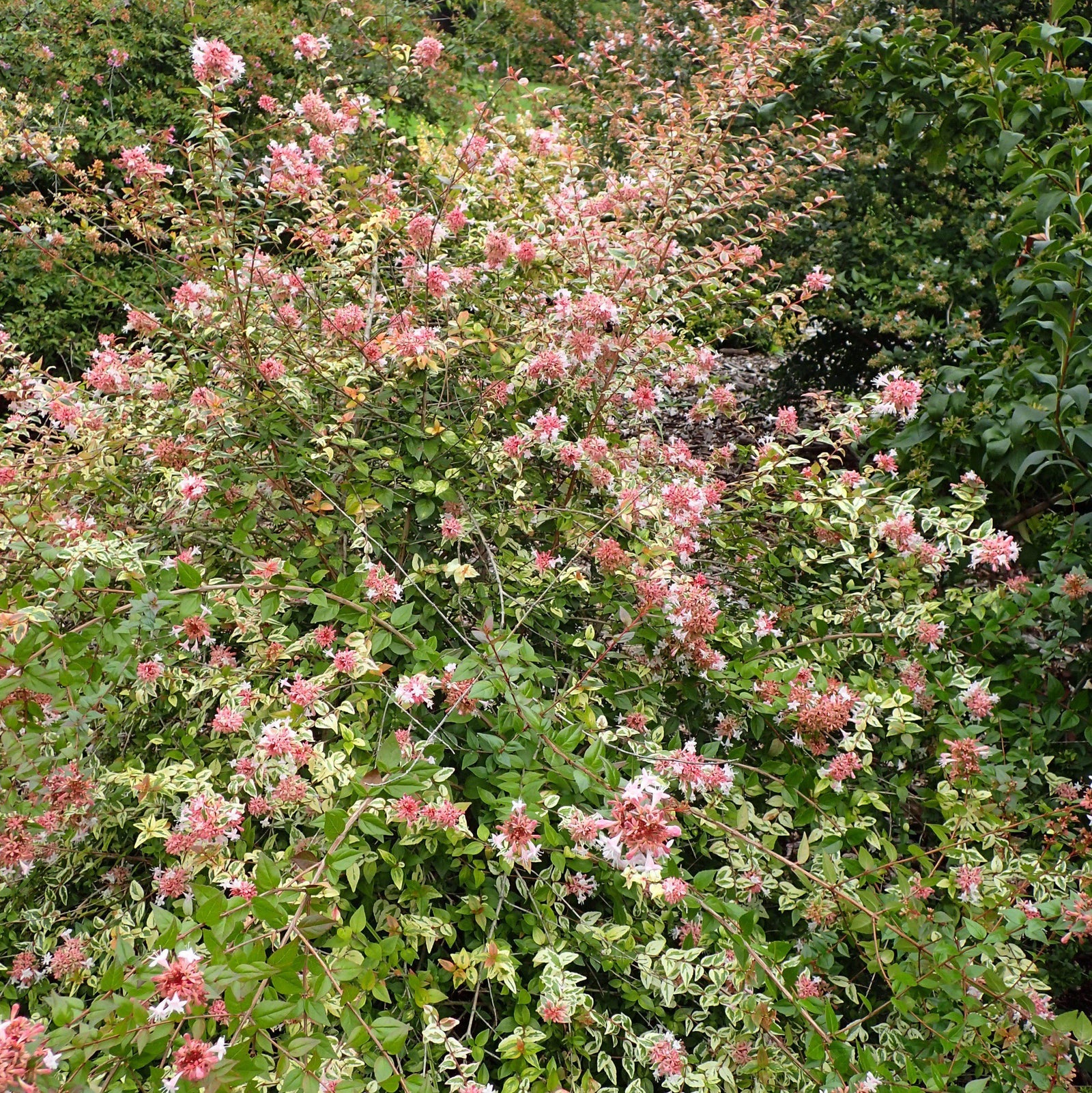 Abelia x Grandiflora 'Mardi Gras' ~ Mardi Gras Glossy Abelia-ServeScape