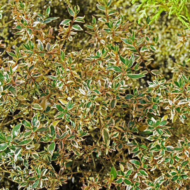 Abelia x grandiflora 'Margarita' ~ Margarita Abelia-ServeScape