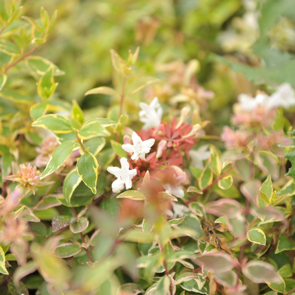 Abelia x grandiflora 'Radiance' ~ Radiance Glossy Abelia-ServeScape