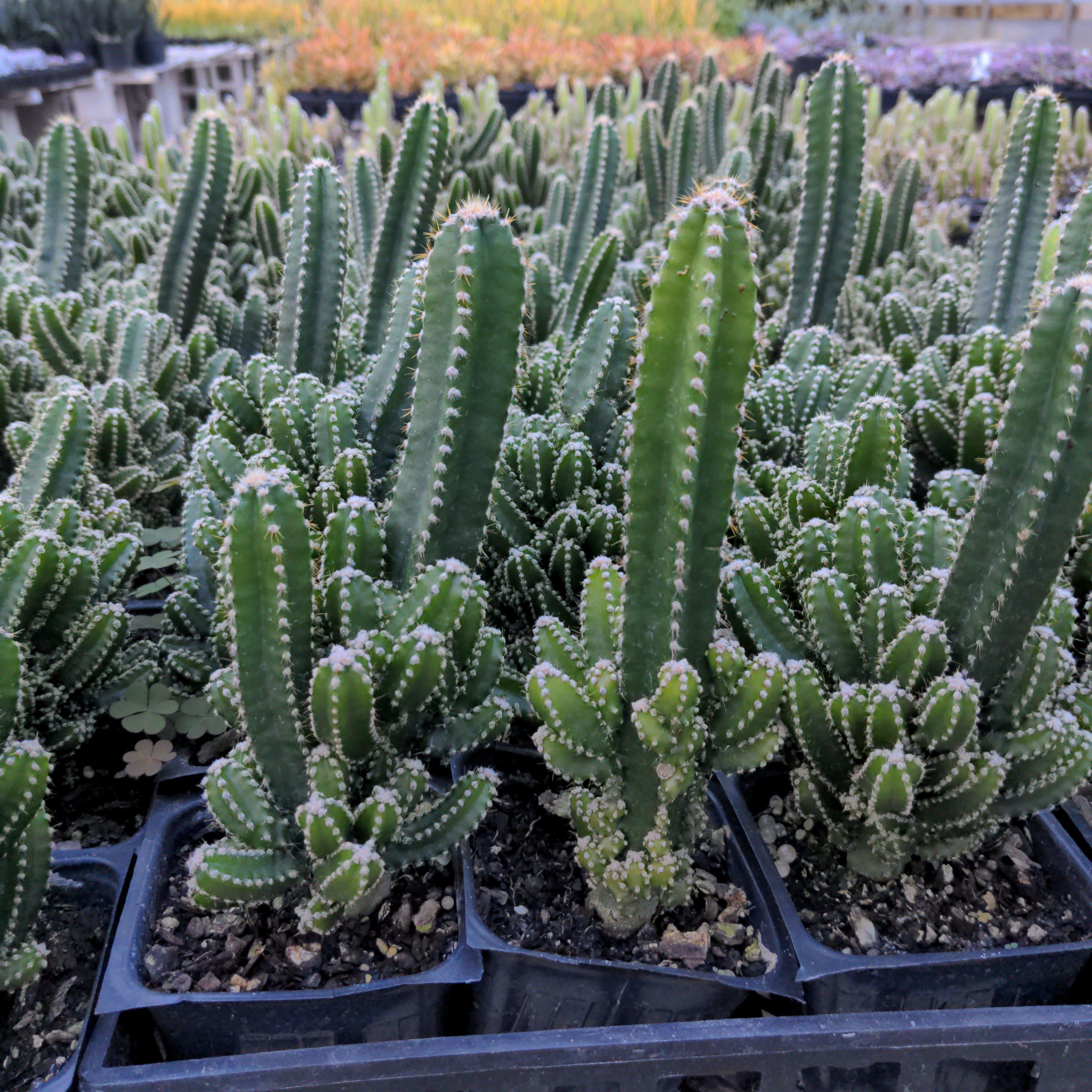 types of fairy castle cactus Fairy Castle Triangle Cactus