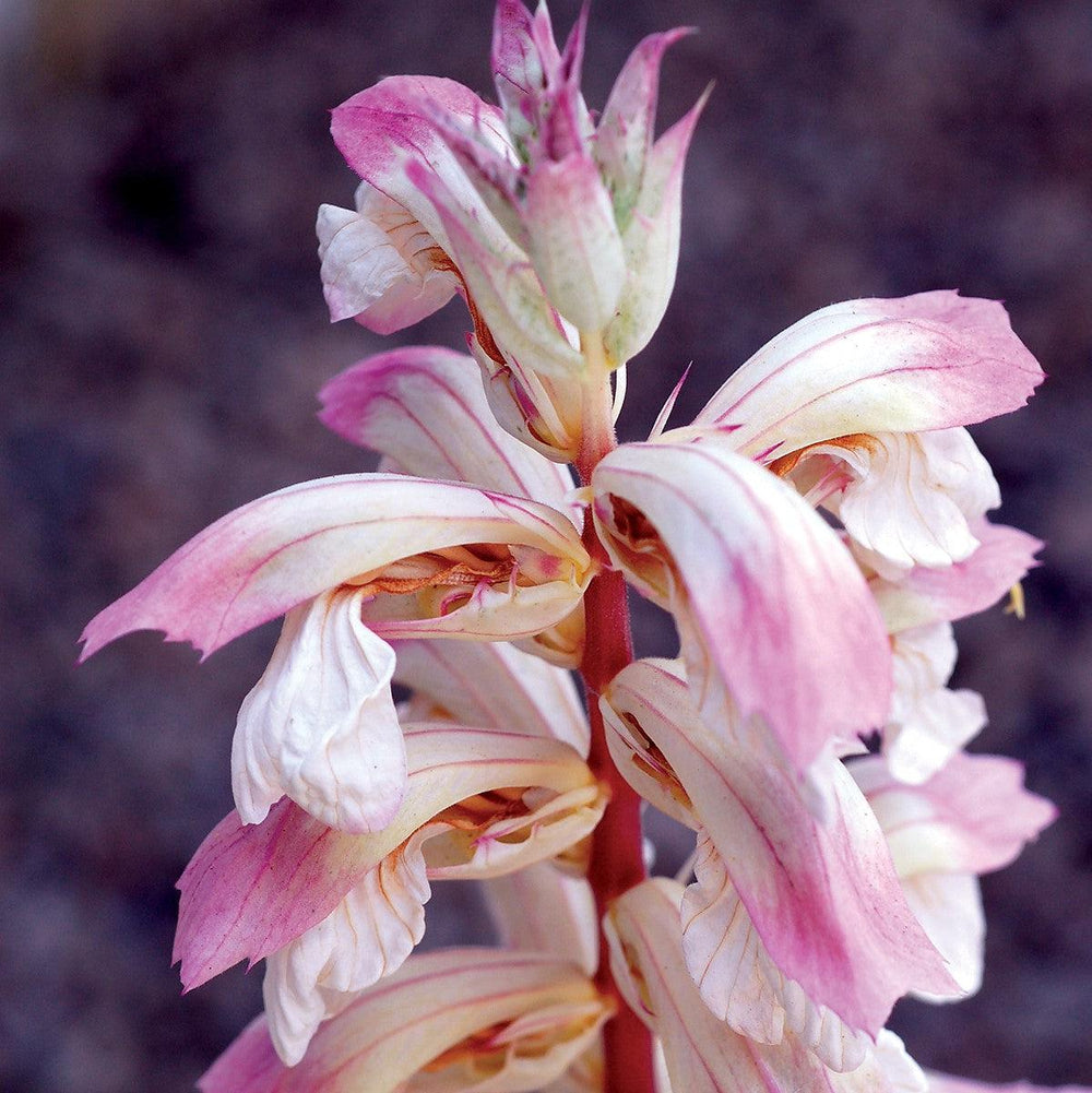 Acanthus x 'Whitewater' ~ Whitewater Bear's Breeches-ServeScape