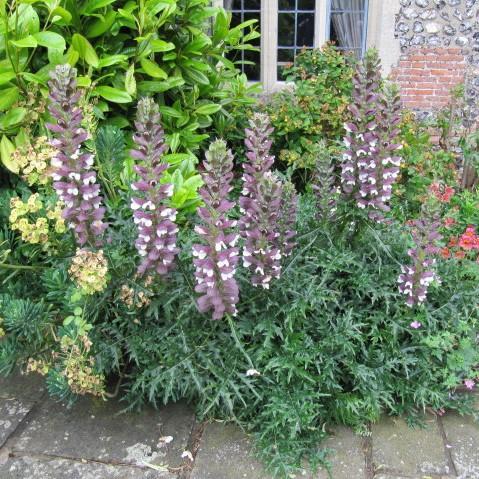Acanthus spinosus ~ Bear's Breeches - Delivered By ServeScape