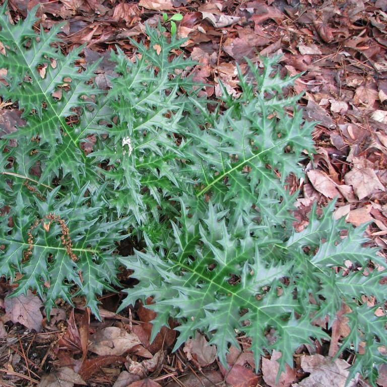Acanthus spinosus ~ Bear's Breeches-ServeScape