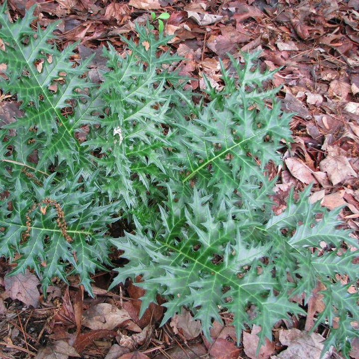 Acanthus spinosus ~ Bear's Breeches-ServeScape