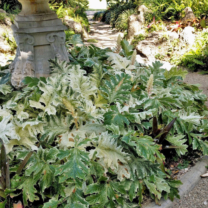 Acanthus x 'Whitewater' ~ Whitewater Bear's Breeches-ServeScape