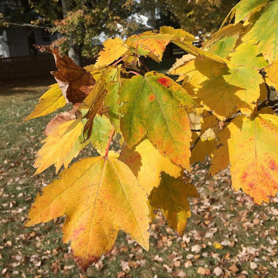 Acer Rubrum 'HOSR' ~ Summer Red® Red Maple-ServeScape