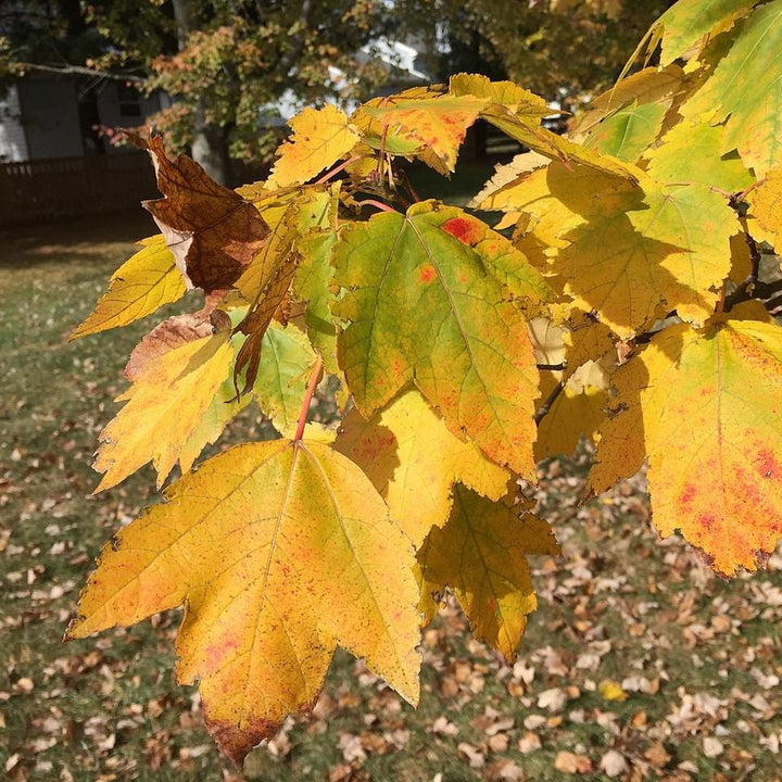 Acer Rubrum 'HOSR' ~ Summer Red® Red Maple-ServeScape