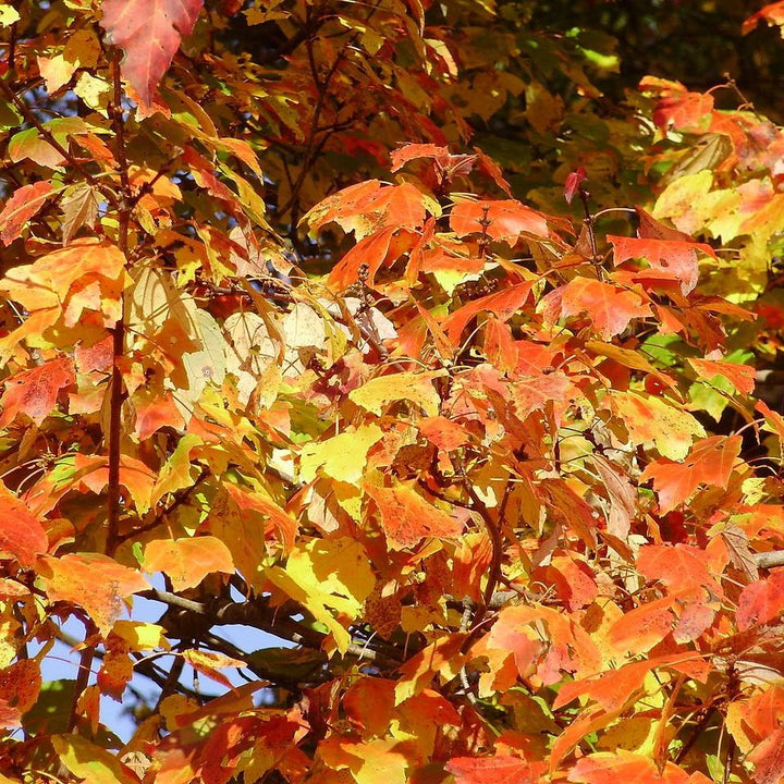 Acer Rubrum 'HOSR' ~ Summer Red® Red Maple-ServeScape