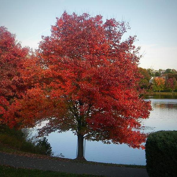 Acer Rubrum 'HOSR ~ Summer Red® Red Maple - Delivered By ServeScape