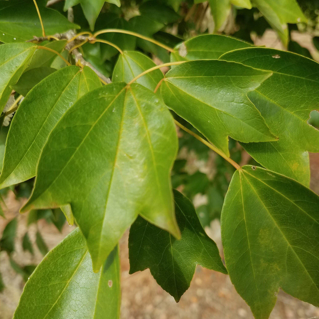 Acer buergerianum 'ABMTF' ~ Aeryn® Trident Maple-ServeScape