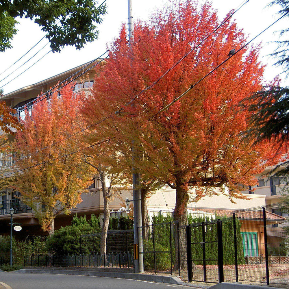 Acer buergerianum 'ABMTF' ~ Aeryn® Trident Maple-ServeScape