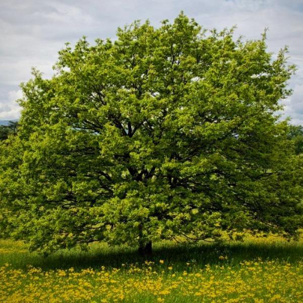 Acer buergerianum 'ABMTF'~Aeryn® Trident Maple - Delivered By ServeScape
