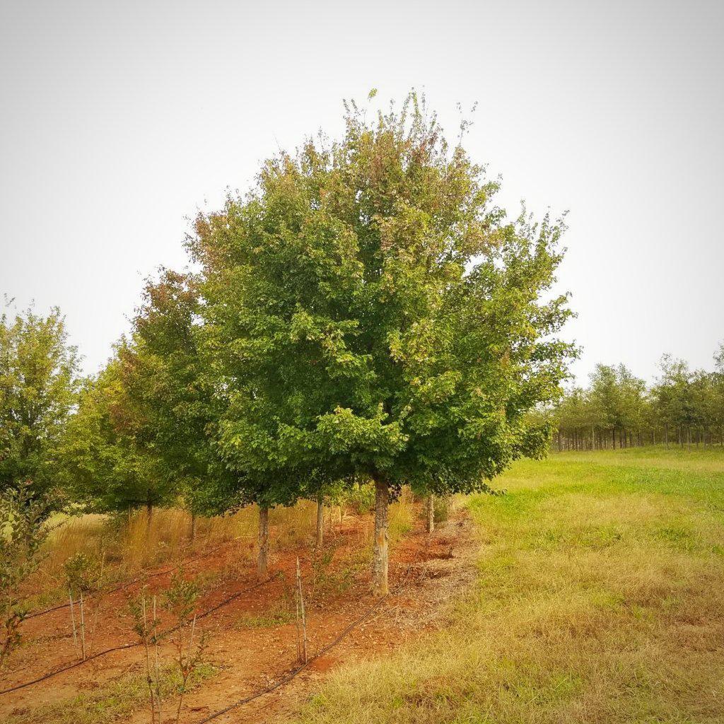 Acer buergerianum ~ Trident Maple - Delivered By ServeScape