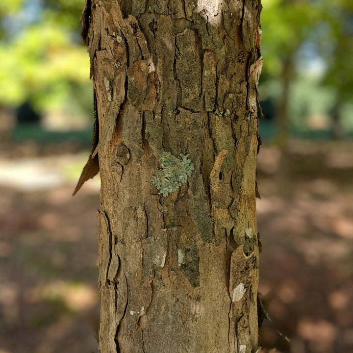 Acer buergerianum ~ Trident Maple-ServeScape