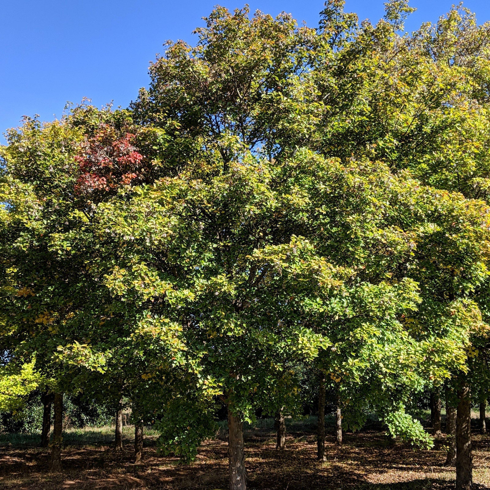 Acer buergerianum ~ Trident Maple-ServeScape