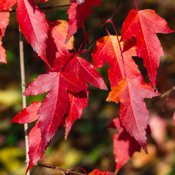 Acer ginnala 'Flame' ~ Flame Amur Maple - Delivered By ServeScape