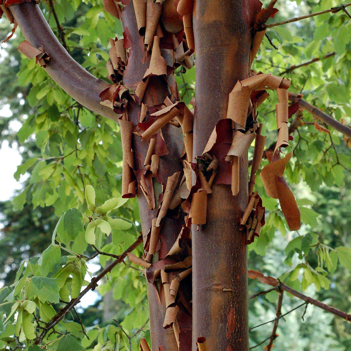 Acer griseum ~ Paperbark Maple-ServeScape