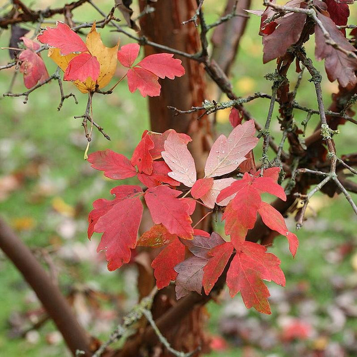 Acer griseum ~ Paperbark Maple-ServeScape