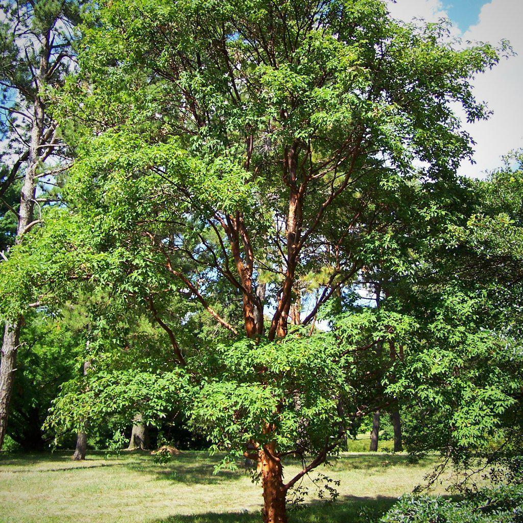 Acer griseum ~ Paperbark Maple - Delivered By ServeScape
