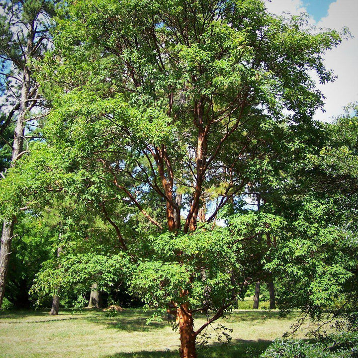 Acer griseum ~ Paperbark Maple - Delivered By ServeScape